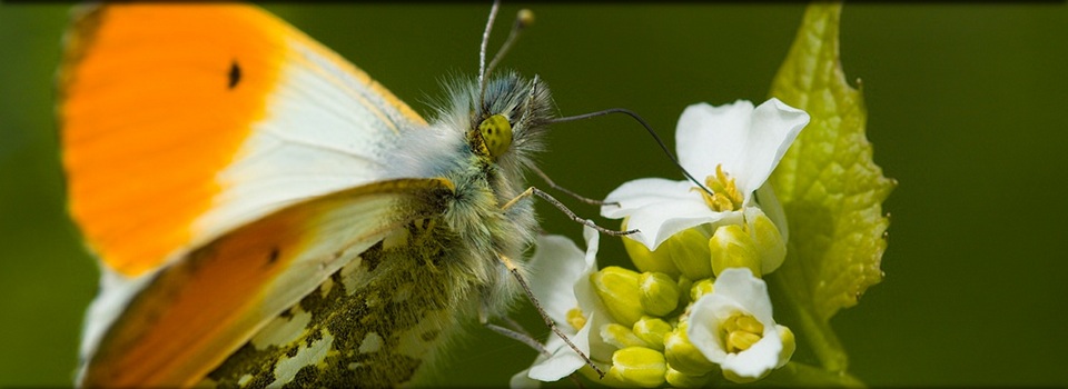 Ein Bild zum Thema Schmetterlinge